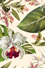 Estampado orquídeas 